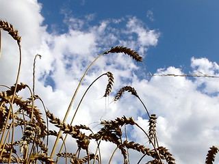 Image showing Harvest  2