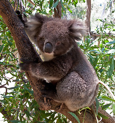 Image showing Koala Bear in tree