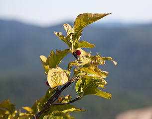 Image showing Single red berry overlooking Shenandoah valley