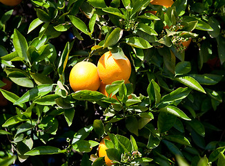 Image showing Pair of Oranges in tree