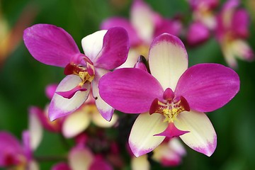 Image showing Purple White Stripe Orchid