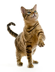 Image showing Bengal cat clawing at the air