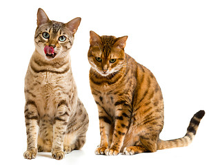 Image showing Pair of bengal cats one licking lips