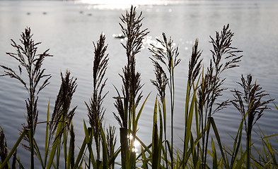 Image showing Backlit grasses against early morning lake