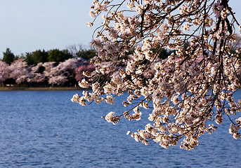 Image showing Cherry Blossom Trees by Tidal Basin