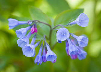 Image showing Close up of bluebells in April