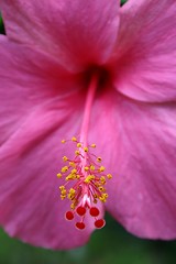 Image showing Hibiscus