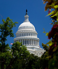 Image showing Capitol Building framed by trees