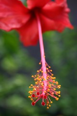 Image showing Red Hibiscus