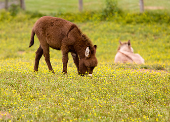 Image showing Baby donkey in meadow eating flowers