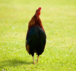 Image showing Wild cockerel on Kauai