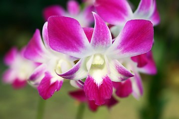 Image showing Purple White Stripe Orchid