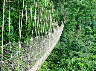 Image showing Walkway in rain forest