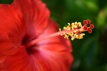 Image showing Red Hibiscus