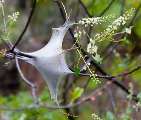 Image showing Web worms in tree