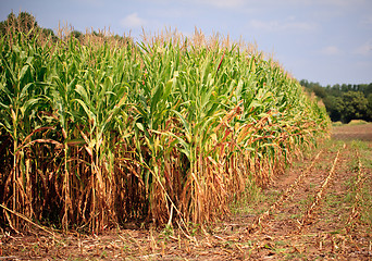 Image showing Rows of corn ready for harvest