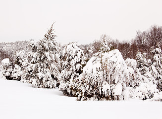 Image showing Snow covered conifer trees