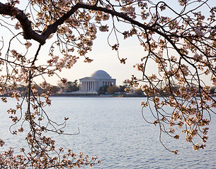 Image showing Cherry Blossom and Jefferson Memorial