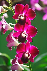 Image showing Purple Orchid