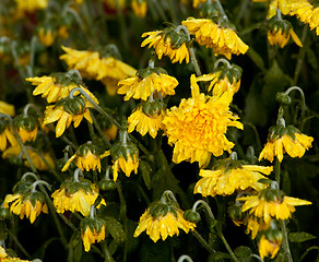 Image showing Wilted Chrysanthemum