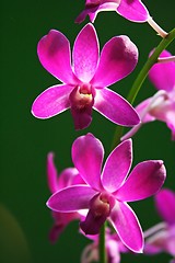 Image showing Purple Orchid