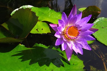 Image showing Waterlily