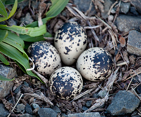 Image showing Four Killdeer eggs in gravel by side of road