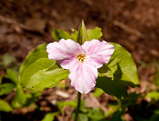 Image showing Mauve trillium in forest