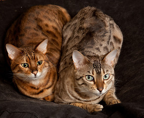 Image showing Pair of Bengal Kittens on seat