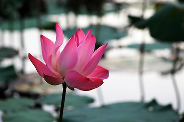 Image showing Pink Waterlily