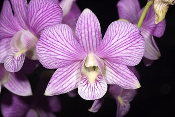 Image showing Stripe Purple Orchid