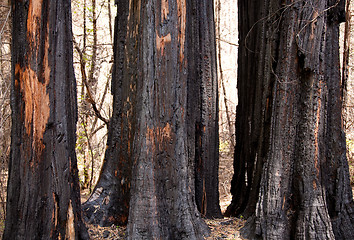 Image showing Scorched trees after forest fire