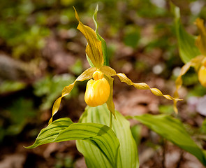 Image showing Wild orchid by Appalachian trail