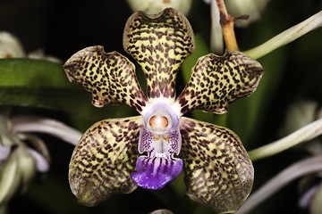 Image showing Dapple Orchids