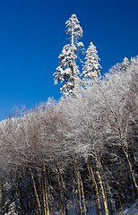Image showing Pine trees covered in snow on skyline
