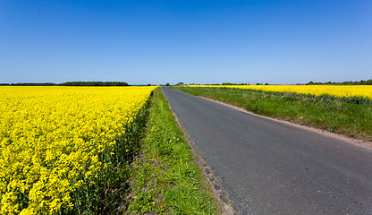 Image showing Oilseed rape blossoms