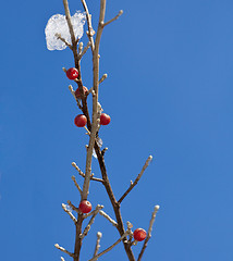 Image showing Red berry against a ice crystals