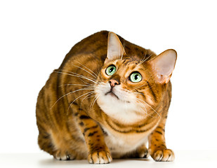 Image showing Cute Bengal kitten in crouch and ready to pounce to the side