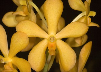 Image showing Yellow Orchid