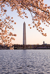 Image showing Cherry Blossom and Washington Monument