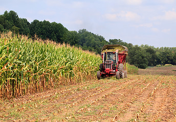 Image showing Rows of corn ready for harvest