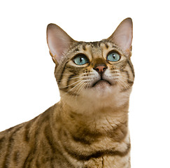 Image showing Bengal cat looking with pleading stare