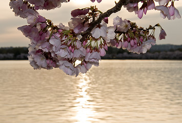 Image showing Cherry Blossom in front of sunset