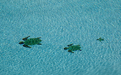 Image showing Three turtles in swimming pool