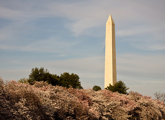 Image showing Cherry Blossom and Washington Monument