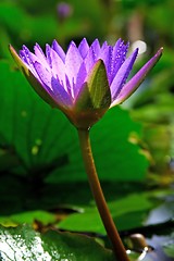 Image showing Waterlily