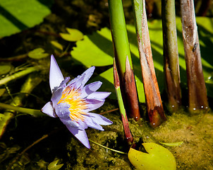 Image showing Water Lily in pond