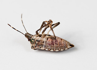 Image showing Stink bug lying on back