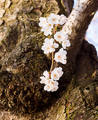 Image showing Cherry Blossom Trees by Tidal Basin