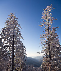 Image showing Pine trees covered in snow on skyline
